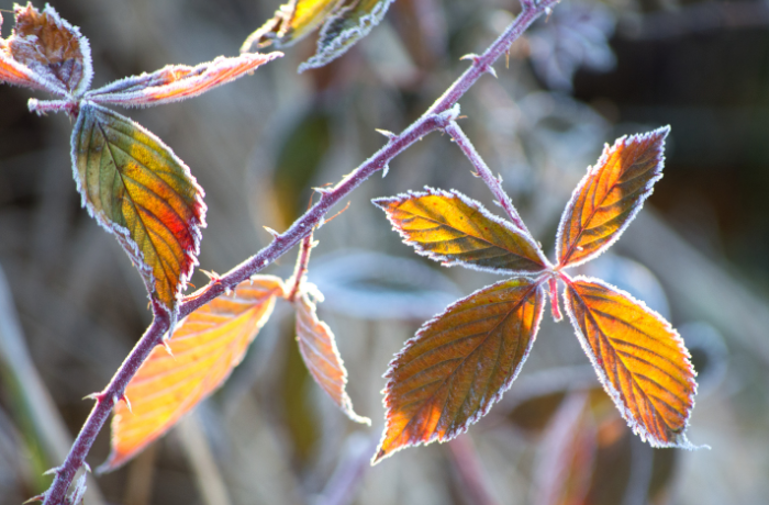 Frosty Mornings and Fiery Mood Swings 